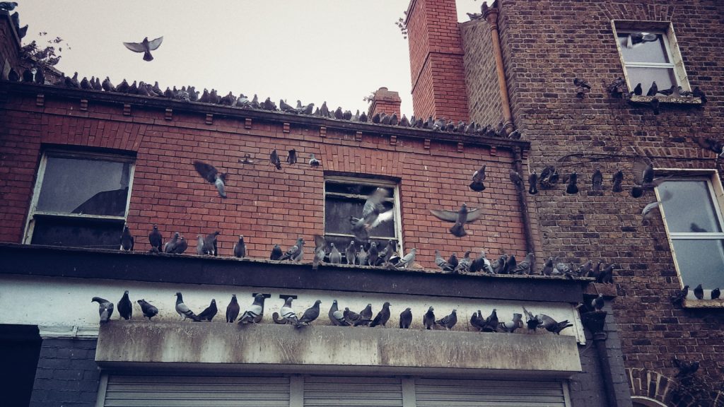 Overrun by Birds